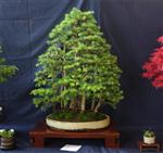 SBA-National Bonsai Exhibition 2014 (29).jpg